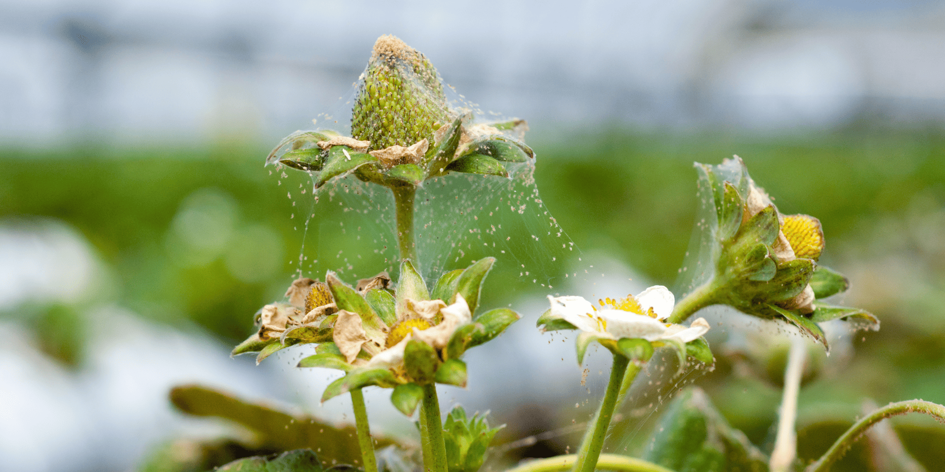Protection contre les ravageurs