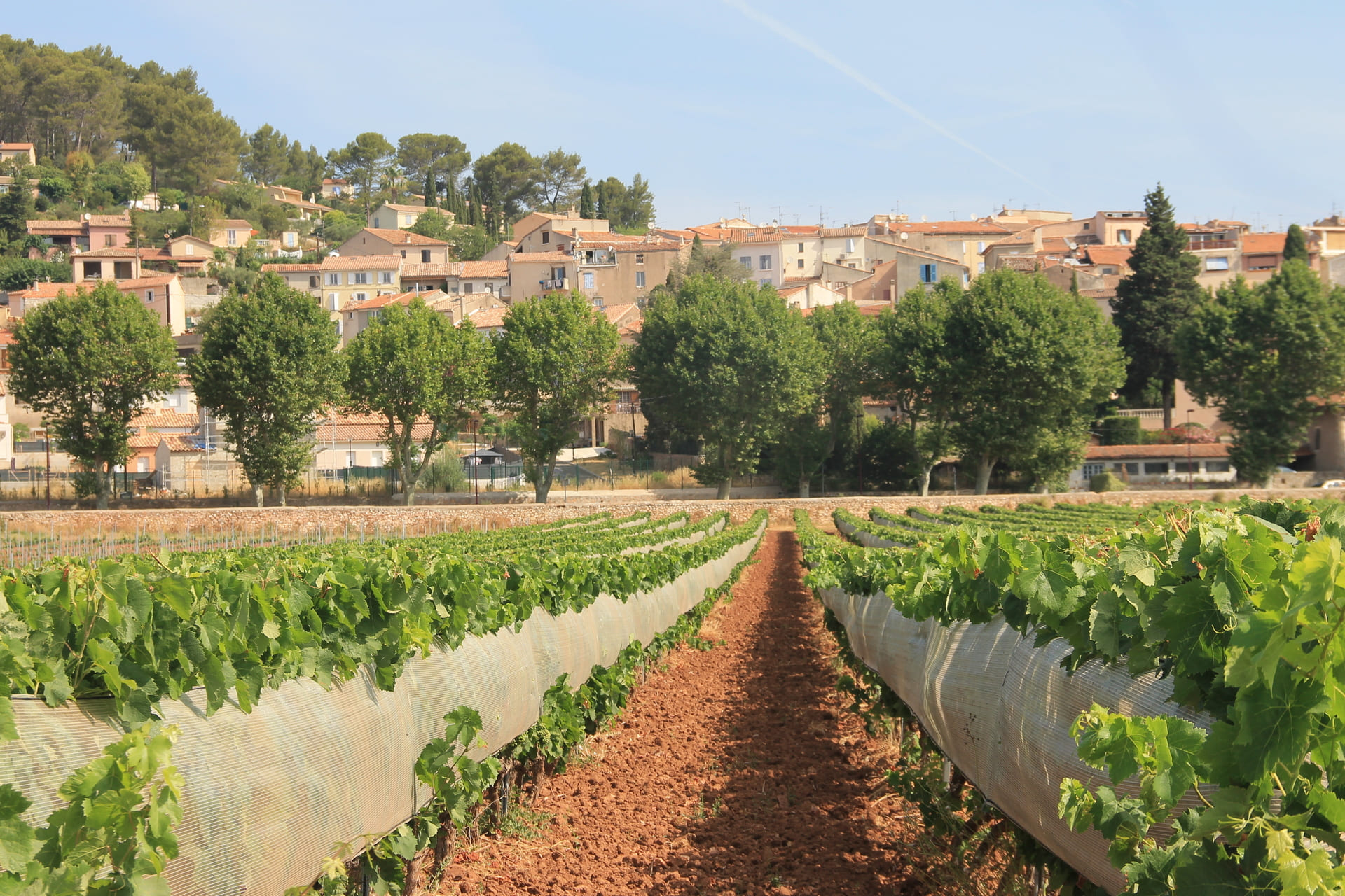Protection pour la viticulture