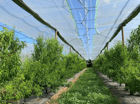 Protection des cultures  →