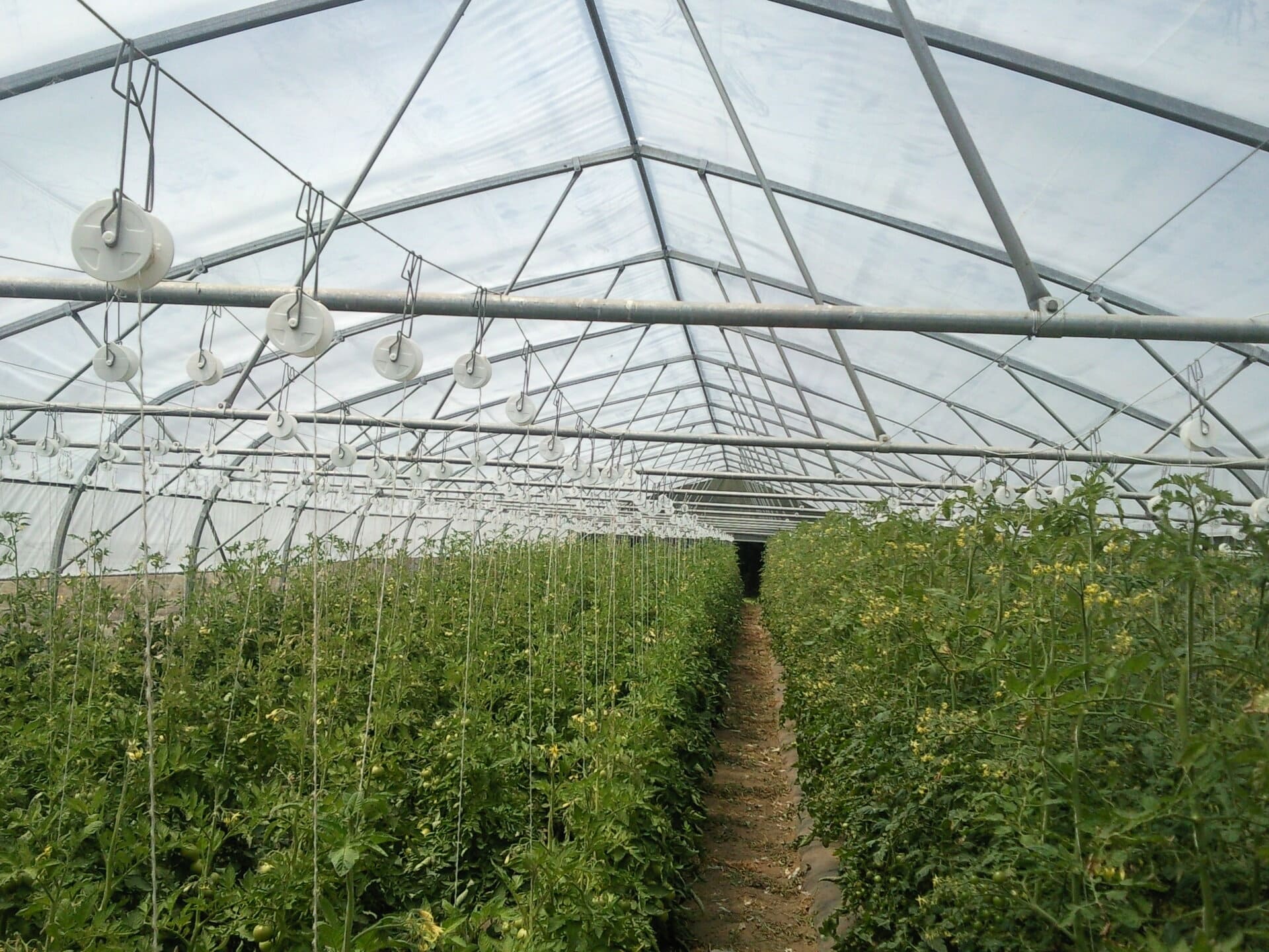 Palissage pour le maraîchage