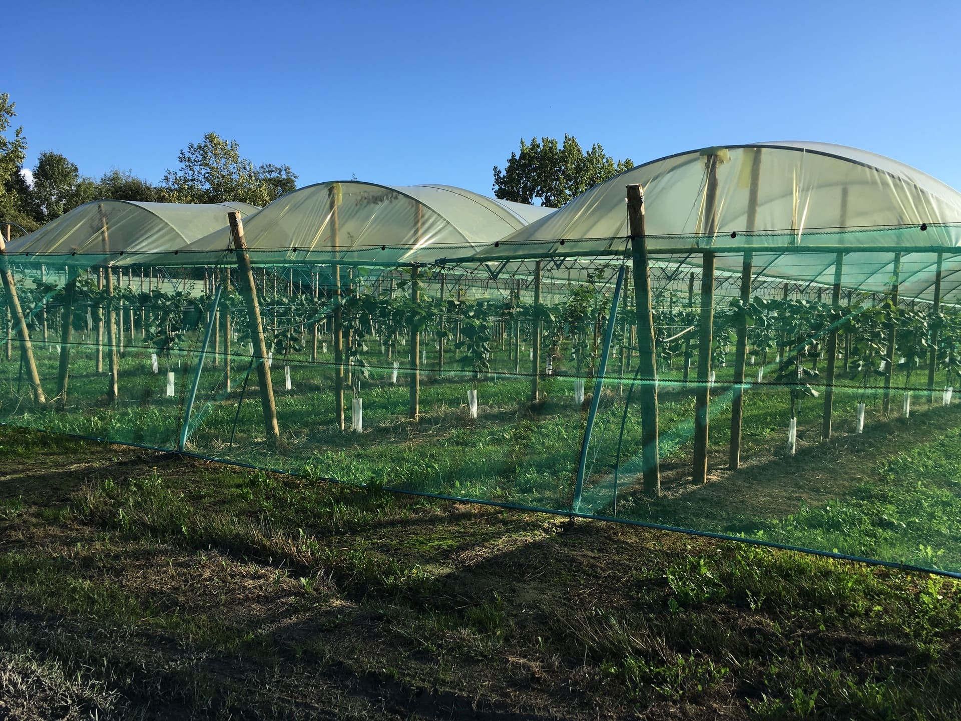 Protection des arbres fruitiers