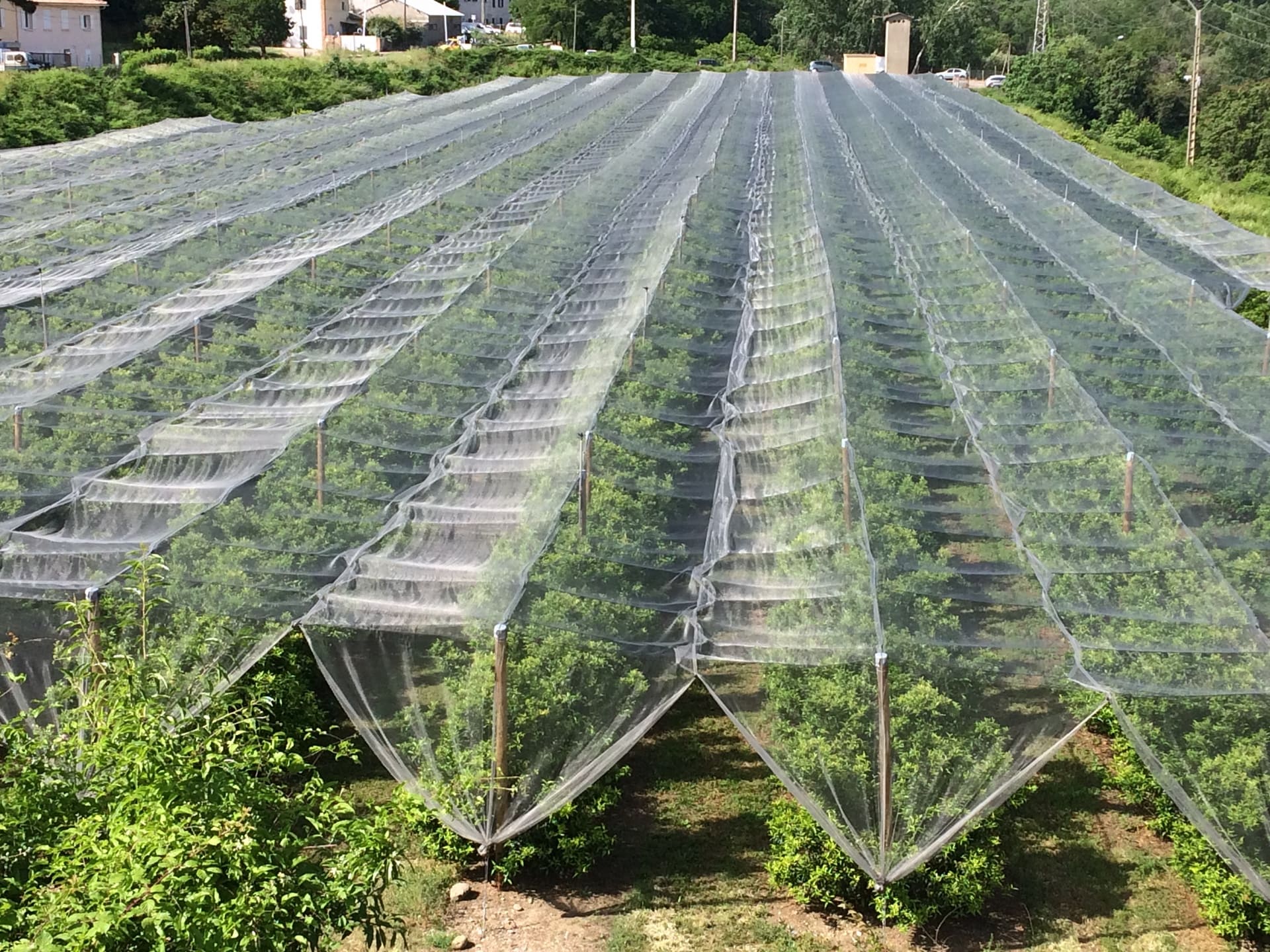 Structure et palissage pour arbres fruitiers